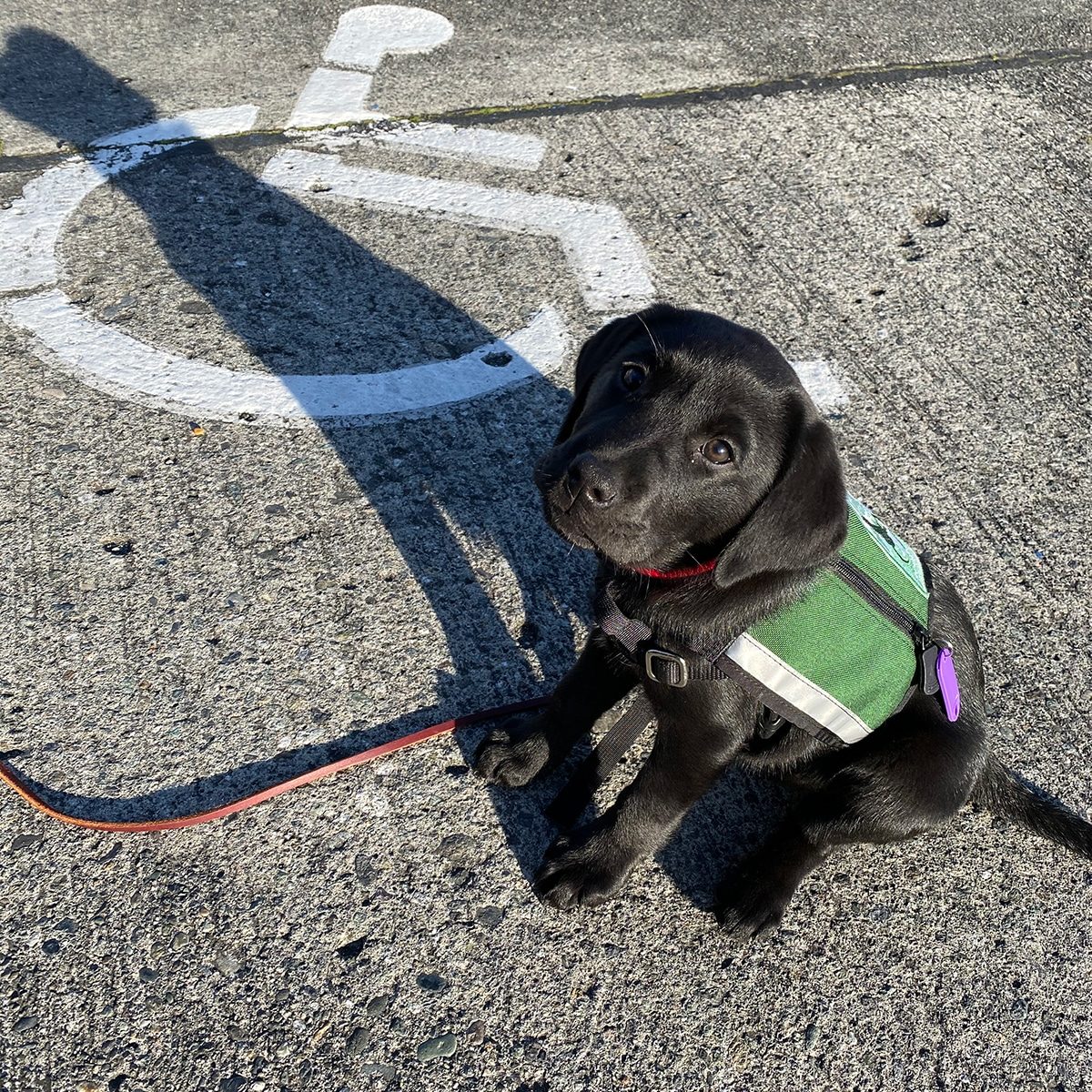 Gracie Future Mobility Assistance Dog